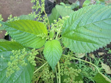 Kanada ısırgan otları bahçede vahşi olarak yetişir. Bu bitkinin kıllı alternatif yaprakları var. Dokunulduğunda canını yakabilir. Acı verici temas dermatitine neden olmasıyla bilinir.