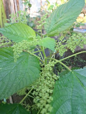 Kanada ısırgan otları bahçede vahşi olarak yetişir. Bu bitkinin kıllı alternatif yaprakları var. Dokunulduğunda canını yakabilir. Acı verici temas dermatitine neden olmasıyla bilinir.