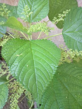 Kanada ısırgan otları bahçede vahşi olarak yetişir. Bu bitkinin kıllı alternatif yaprakları var. Dokunulduğunda canını yakabilir. Acı verici temas dermatitine neden olmasıyla bilinir.