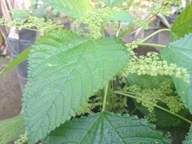 Isırgan otu. Isırgan otu (