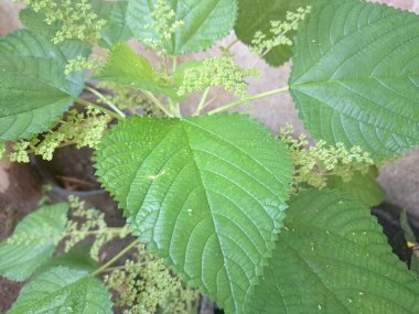 Kanada ısırgan otları bahçede vahşi olarak yetişir. Bu bitkinin kıllı alternatif yaprakları var. Dokunulduğunda canını yakabilir. Acı verici temas dermatitine neden olmasıyla bilinir.