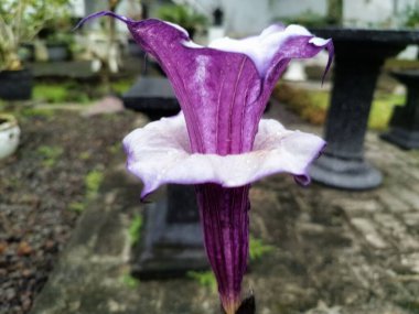 Mor datura çiçeği. Trompet şeklinde ve güzel kokulu çiçek açan bir gece. Tüm bitki zehirlidir ve çiçekler tüketildiği takdirde bir dizi negatif yan etkiye neden olabilir.