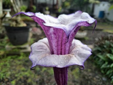 Mor datura çiçeği. Trompet şeklinde ve güzel kokulu çiçek açan bir gece. Tüm bitki zehirlidir ve çiçekler tüketildiği takdirde bir dizi negatif yan etkiye neden olabilir.