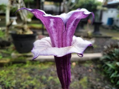 Mor datura çiçeği. Trompet şeklinde ve güzel kokulu çiçek açan bir gece. Tüm bitki zehirlidir ve çiçekler tüketildiği takdirde bir dizi negatif yan etkiye neden olabilir.