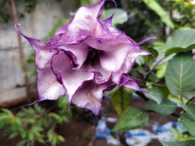 Mor datura çiçeği. Trompet şeklinde ve güzel kokulu çiçek açan bir gece. Tüm bitki zehirlidir ve çiçekler tüketildiği takdirde bir dizi negatif yan etkiye neden olabilir.