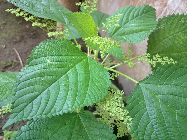 Kanada ısırgan otları bahçede vahşi olarak yetişir. Bu bitkinin kıllı alternatif yaprakları var. Dokunulduğunda canını yakabilir. Acı verici temas dermatitine neden olmasıyla bilinir.