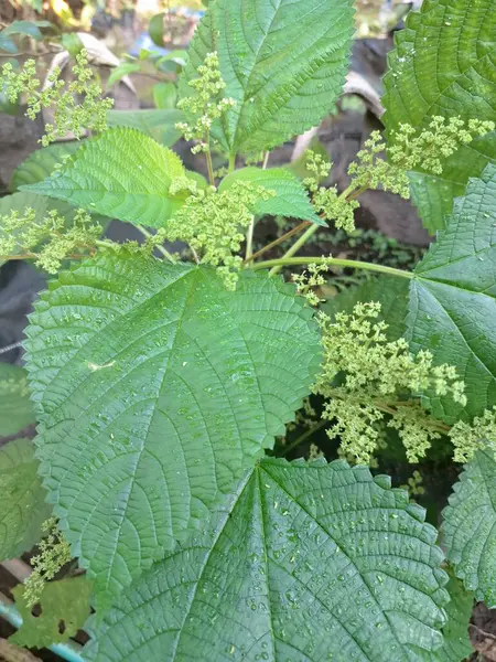 Isırgan otu. Isırgan otu (