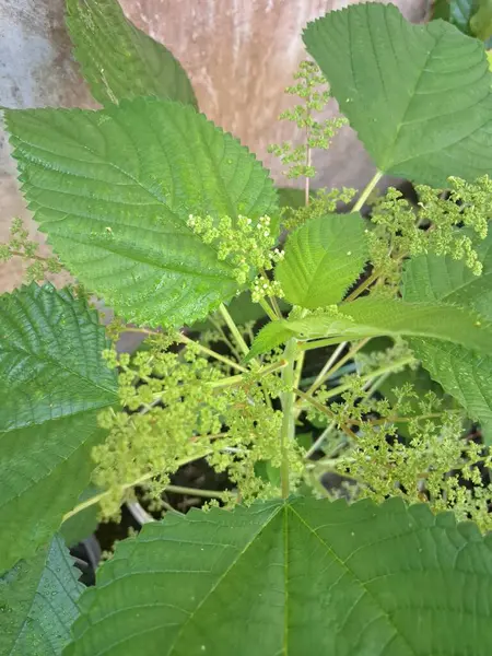 Isırgan otu. Isırgan otu (