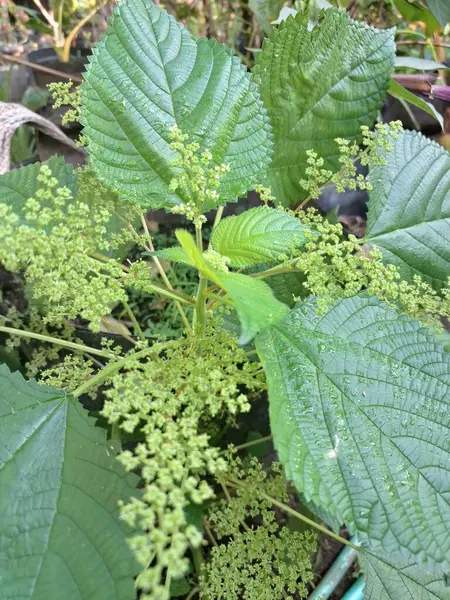 Isırgan otu. Isırgan otu (