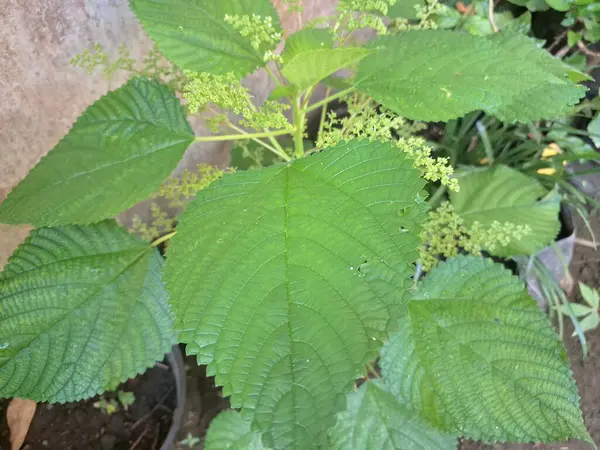 Isırgan otu. Isırgan otu (