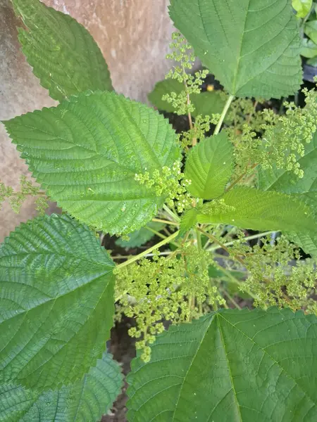 Kanada ısırgan otları bahçede vahşi olarak yetişir. Bu bitkinin kıllı alternatif yaprakları var. Dokunulduğunda canını yakabilir. Acı verici temas dermatitine neden olmasıyla bilinir.