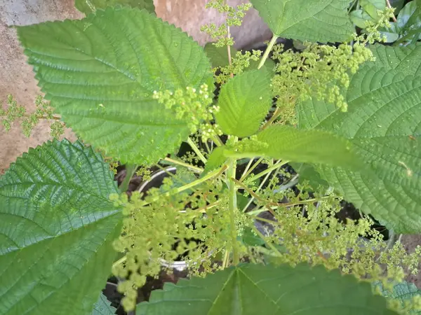 Isırgan otu. Isırgan otu (