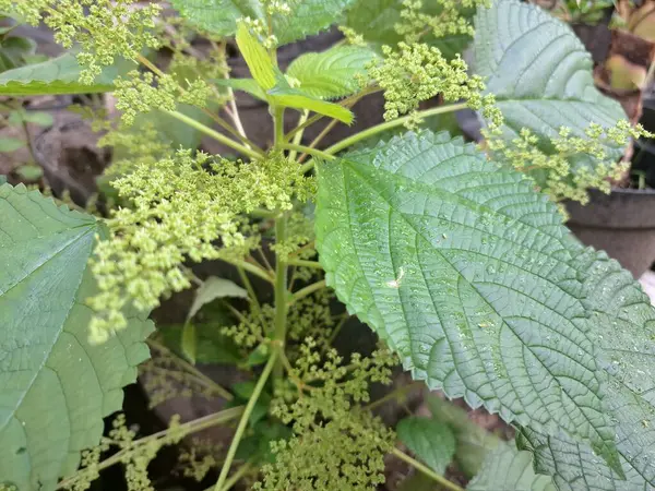 Kanada ısırgan otları bahçede vahşi olarak yetişir. Bu bitkinin kıllı alternatif yaprakları var. Dokunulduğunda canını yakabilir. Acı verici temas dermatitine neden olmasıyla bilinir.