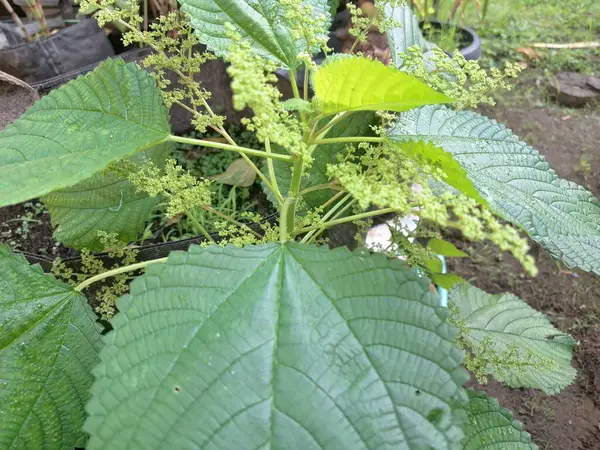 Kanada ısırgan otları bahçede vahşi olarak yetişir. Bu bitkinin kıllı alternatif yaprakları var. Dokunulduğunda canını yakabilir. Acı verici temas dermatitine neden olmasıyla bilinir.