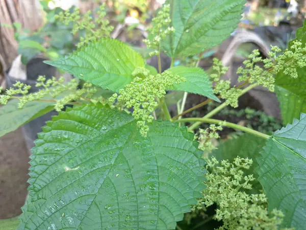 Kanada ısırgan otları bahçede vahşi olarak yetişir. Bu bitkinin kıllı alternatif yaprakları var. Dokunulduğunda canını yakabilir. Acı verici temas dermatitine neden olmasıyla bilinir.