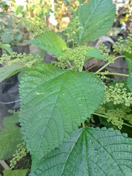 Kanada ısırgan otları bahçede vahşi olarak yetişir. Bu bitkinin kıllı alternatif yaprakları var. Dokunulduğunda canını yakabilir. Acı verici temas dermatitine neden olmasıyla bilinir.