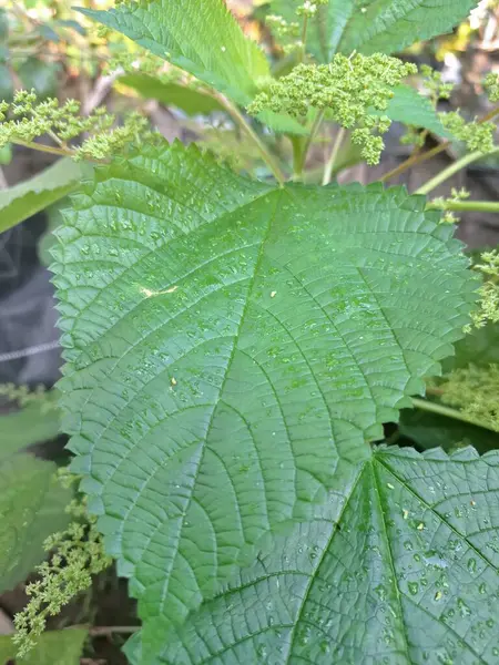 Isırgan otu. Isırgan otu (