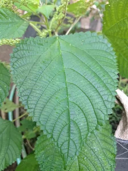 Isırgan otu. Isırgan otu (