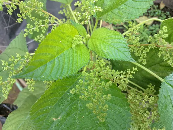 Kanada ısırgan otları bahçede vahşi olarak yetişir. Bu bitkinin kıllı alternatif yaprakları var. Dokunulduğunda canını yakabilir. Acı verici temas dermatitine neden olmasıyla bilinir.