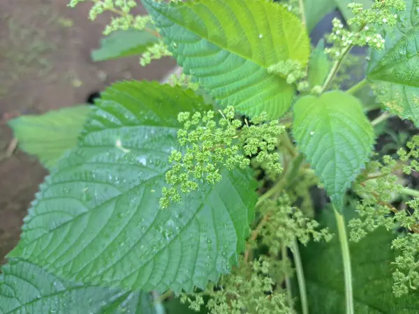 Isırgan otu. Isırgan otu (