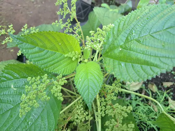 Isırgan otu. Isırgan otu (