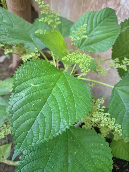 Isırgan otu. Isırgan otu (