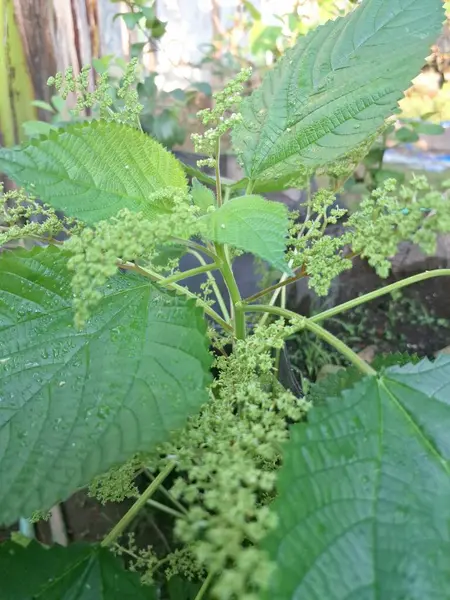 Kanada ısırgan otları bahçede vahşi olarak yetişir. Bu bitkinin kıllı alternatif yaprakları var. Dokunulduğunda canını yakabilir. Acı verici temas dermatitine neden olmasıyla bilinir.