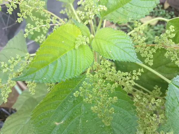 Isırgan otu. Isırgan otu (