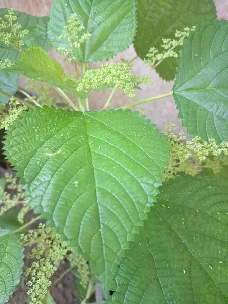 Kanada ısırgan otları bahçede vahşi olarak yetişir. Bu bitkinin kıllı alternatif yaprakları var. Dokunulduğunda canını yakabilir. Acı verici temas dermatitine neden olmasıyla bilinir.