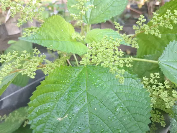 Kanada ısırgan otları bahçede vahşi olarak yetişir. Bu bitkinin kıllı alternatif yaprakları var. Dokunulduğunda canını yakabilir. Acı verici temas dermatitine neden olmasıyla bilinir.