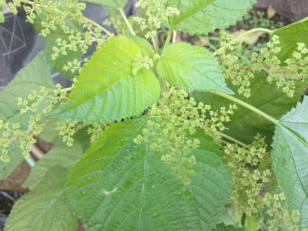 Kanada ısırgan otları bahçede vahşi olarak yetişir. Bu bitkinin kıllı alternatif yaprakları var. Dokunulduğunda canını yakabilir. Acı verici temas dermatitine neden olmasıyla bilinir.