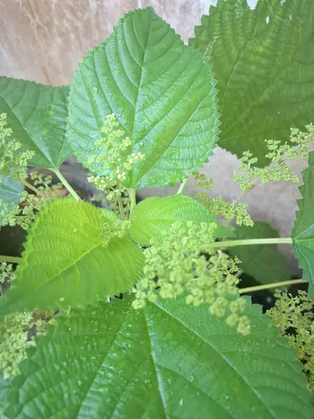 Kanada ısırgan otları bahçede vahşi olarak yetişir. Bu bitkinin kıllı alternatif yaprakları var. Dokunulduğunda canını yakabilir. Acı verici temas dermatitine neden olmasıyla bilinir.