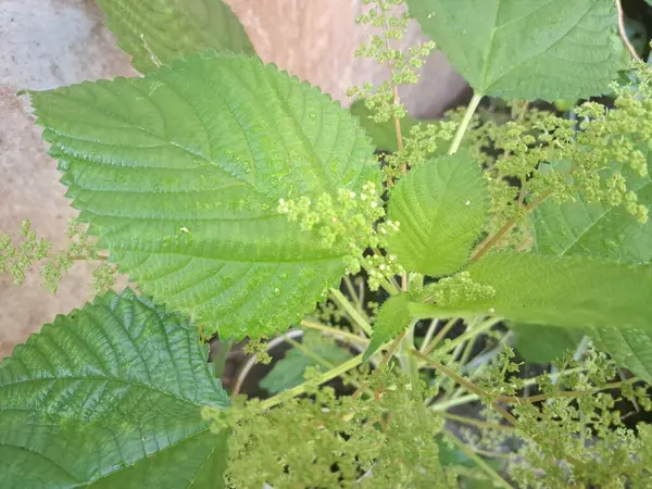 Kanada ısırgan otları bahçede vahşi olarak yetişir. Bu bitkinin kıllı alternatif yaprakları var. Dokunulduğunda canını yakabilir. Acı verici temas dermatitine neden olmasıyla bilinir.