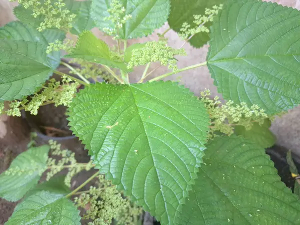 Kanada ısırgan otları bahçede vahşi olarak yetişir. Bu bitkinin kıllı alternatif yaprakları var. Dokunulduğunda canını yakabilir. Acı verici temas dermatitine neden olmasıyla bilinir.