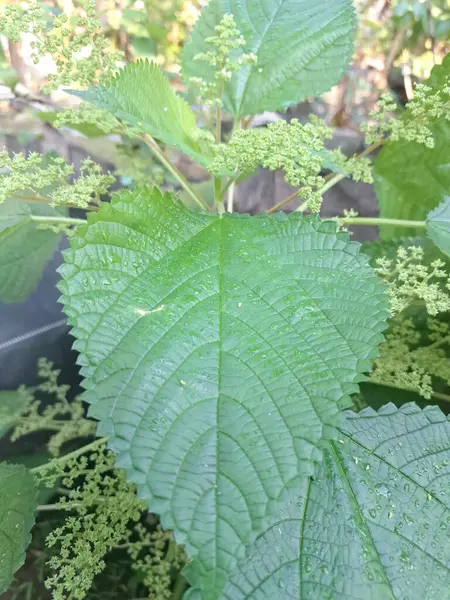 Kanada ısırgan otları bahçede vahşi olarak yetişir. Bu bitkinin kıllı alternatif yaprakları var. Dokunulduğunda canını yakabilir. Acı verici temas dermatitine neden olmasıyla bilinir.