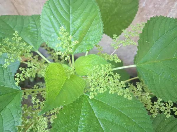 Kanada ısırgan otları bahçede vahşi olarak yetişir. Bu bitkinin kıllı alternatif yaprakları var. Dokunulduğunda canını yakabilir. Acı verici temas dermatitine neden olmasıyla bilinir.