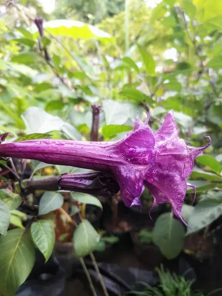 Mor datura çiçeği. Trompet şeklinde ve güzel kokulu çiçek açan bir gece. Tüm bitki zehirlidir ve çiçekler tüketildiği takdirde bir dizi negatif yan etkiye neden olabilir.