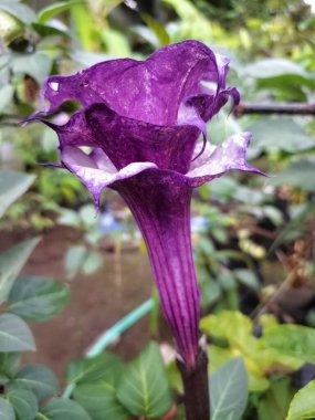 Mor datura çiçeği. Trompet şeklinde ve güzel kokulu çiçek açan bir gece. Tüm bitki zehirlidir ve çiçekler tüketildiği takdirde bir dizi negatif yan etkiye neden olabilir.