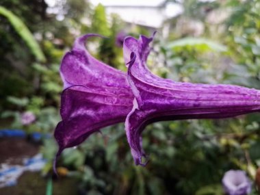Mor datura çiçeği. Trompet şeklinde ve güzel kokulu çiçek açan bir gece. Tüm bitki zehirlidir ve çiçekler tüketildiği takdirde bir dizi negatif yan etkiye neden olabilir.