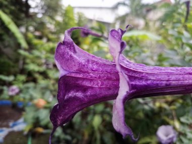 Mor datura çiçeği. Trompet şeklinde ve güzel kokulu çiçek açan bir gece. Tüm bitki zehirlidir ve çiçekler tüketildiği takdirde bir dizi negatif yan etkiye neden olabilir.