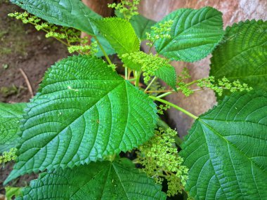 Kanada ısırgan otu. Geniş, tırtıklı yaprakları ve iğneli kıllarıyla karakterize edilmiş dik, uzun ömürlü bir bitkidir. Bu da temasta hafif deri tahrişine neden olabilir. Aynı zamanda odun ısırığı olarak da bilinir.