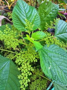  Kanada ısırgan otu bahçelerde vahşi olarak yetişir. Bu bitkinin kıllı alternatif yaprakları var. Dokunulduğunda canını yakabilir. Acı verici temas dermatitine neden olmasıyla bilinir.