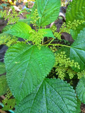  Kanada ısırgan otu bahçelerde vahşi olarak yetişir. Bu bitkinin kıllı alternatif yaprakları var. Dokunulduğunda canını yakabilir. Acı verici temas dermatitine neden olmasıyla bilinir.