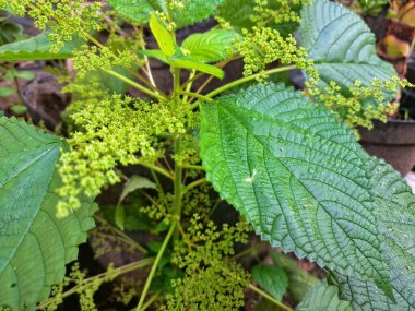 Kanada ısırgan otu. Geniş, tırtıklı yaprakları ve iğneli kıllarıyla karakterize edilmiş dik, uzun ömürlü bir bitkidir. Bu da temasta hafif deri tahrişine neden olabilir. Aynı zamanda odun ısırığı olarak da bilinir.