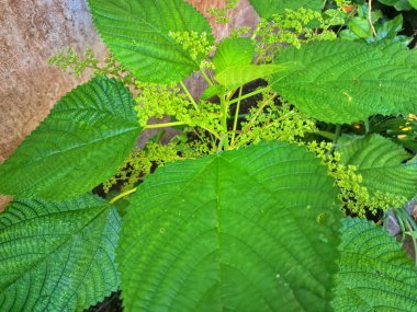 Kanada ısırgan otu. Geniş, tırtıklı yaprakları ve iğneli kıllarıyla karakterize edilmiş dik, uzun ömürlü bir bitkidir. Bu da temasta hafif deri tahrişine neden olabilir. Aynı zamanda odun ısırığı olarak da bilinir.