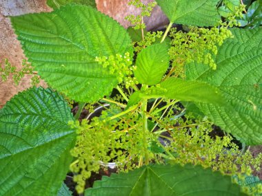  Kanada ısırgan otu bahçelerde vahşi olarak yetişir. Bu bitkinin kıllı alternatif yaprakları var. Dokunulduğunda canını yakabilir. Acı verici temas dermatitine neden olmasıyla bilinir.