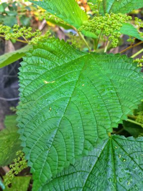  Kanada ısırgan otu bahçelerde vahşi olarak yetişir. Bu bitkinin kıllı alternatif yaprakları var. Dokunulduğunda canını yakabilir. Acı verici temas dermatitine neden olmasıyla bilinir.