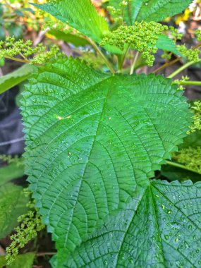 Kanada ısırgan otu. Geniş, tırtıklı yaprakları ve iğneli kıllarıyla karakterize edilmiş dik, uzun ömürlü bir bitkidir. Bu da temasta hafif deri tahrişine neden olabilir. Aynı zamanda odun ısırığı olarak da bilinir.