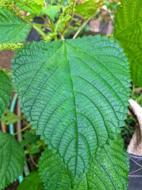  Kanada ısırgan otu bahçelerde vahşi olarak yetişir. Bu bitkinin kıllı alternatif yaprakları var. Dokunulduğunda canını yakabilir. Acı verici temas dermatitine neden olmasıyla bilinir.