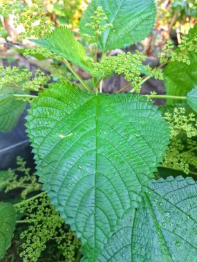 Kanada ısırgan otu. Geniş, tırtıklı yaprakları ve iğneli kıllarıyla karakterize edilmiş dik, uzun ömürlü bir bitkidir. Bu da temasta hafif deri tahrişine neden olabilir. Aynı zamanda odun ısırığı olarak da bilinir.